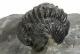 Curled Proetid (Gerastos) Trilobite Fossil - Morocco #343305-2